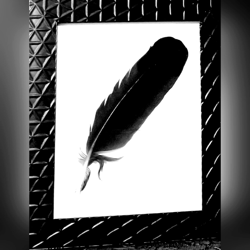 Featherart 5×7 Framed Black Feather Dtand Alone or Hang/ Black Collection